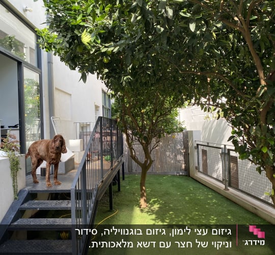 עצים ירוקים ודשא בגינה קטנה